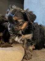 Max, a male Yorkshire Terrier for sale in Malone, FL – 1 of 2