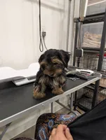 Mocha, a female Yorkshire Terrier for sale in Malone, FL – 5 of 5