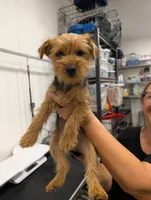 Bigsby, a male Yorkshire Terrier for sale in Malone, FL – 4 of 8