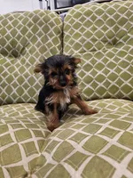 Bandit, a male Yorkshire Terrier for sale in Malone, FL – Photo 1 of 4