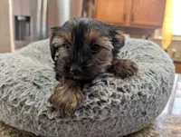 Cuddles , a female Yorkshire Terrier for sale in Malone, FL – 2 of 4
