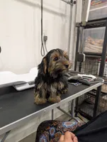 Mocha, a female Yorkshire Terrier for sale in Malone, FL – 3 of 5