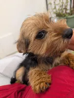 Missy, a female Yorkshire Terrier for sale in Malone, FL – 7 of 7