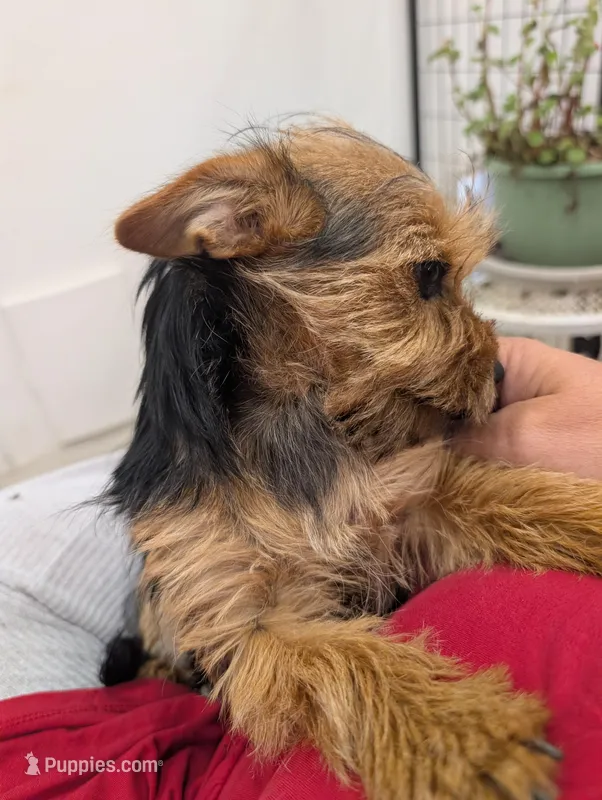 Missy – Yorkshire Terrier puppy on hold in Malone, FL