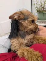 Missy, a female Yorkshire Terrier for sale in Malone, FL – 1 of 7