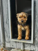 Missy, a female Yorkshire Terrier for sale in Malone, FL – Photo 3 of 5