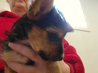 Missy, a female Yorkshire Terrier for sale in Malone, FL – Photo 2 of 5