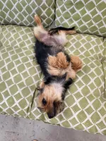 Missy, a female Yorkshire Terrier for sale in Malone, FL – Photo 4 of 5