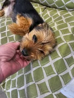 Missy, a female Yorkshire Terrier for sale in Malone, FL – Photo 2 of 5