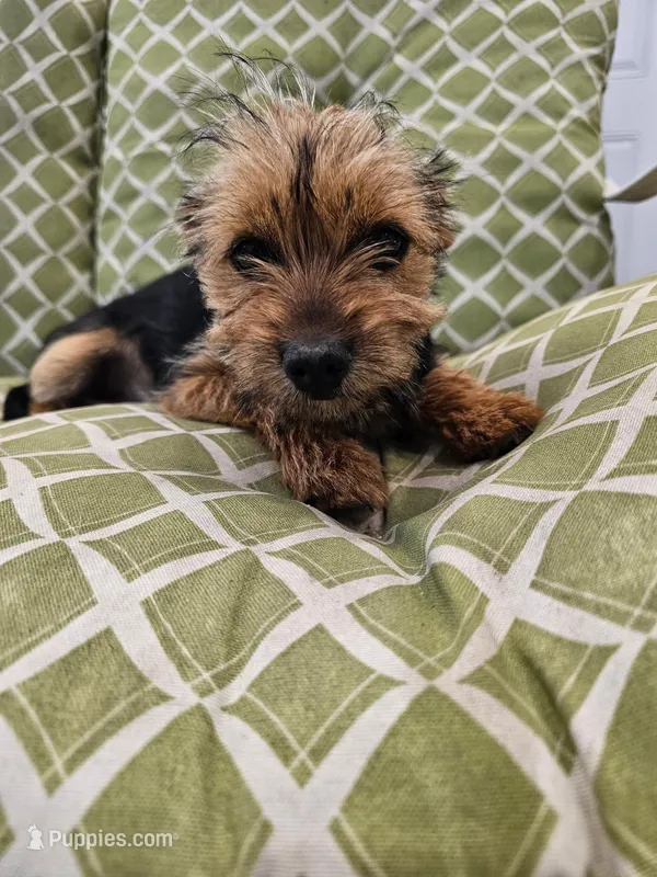 Missy – Yorkshire Terrier puppy for sale in Malone, FL