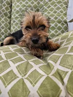 Missy, a female Yorkshire Terrier for sale in Malone, FL – Photo 1 of 5