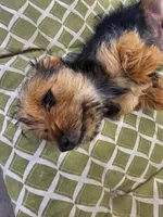 Missy, a female Yorkshire Terrier for sale in Malone, FL – Photo 5 of 5