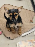 Missy, a female Yorkshire Terrier for sale in Malone, FL – Photo 3 of 5