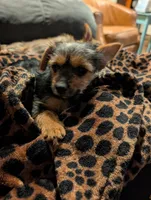 Missy, a female Yorkshire Terrier for sale in Malone, FL – Photo 5 of 5