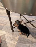 Missy, a female Yorkshire Terrier for sale in Malone, FL – Photo 4 of 5