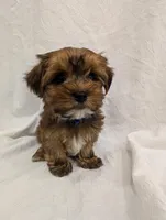 Bentley, a male Yorkshire Terrier for sale in Malone, FL – Photo 9 of 10