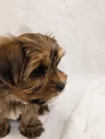 Bentley, a male Yorkshire Terrier for sale in Malone, FL – Photo 3 of 10