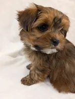 Bentley, a male Yorkshire Terrier for sale in Malone, FL – Photo 10 of 10
