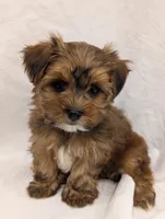 Bentley, a male Yorkshire Terrier for sale in Malone, FL – Photo 1 of 10