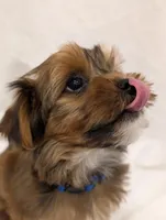 Bentley, a male Yorkshire Terrier for sale in Malone, FL – Photo 5 of 10