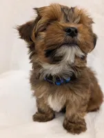 Bentley, a male Yorkshire Terrier for sale in Malone, FL – Photo 7 of 10