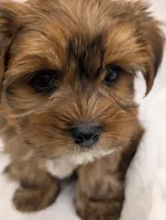 Bentley, a male Yorkshire Terrier for sale in Malone, FL – Photo 8 of 10