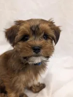 Bentley, a male Yorkshire Terrier for sale in Malone, FL – Photo 4 of 10