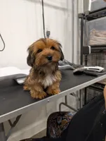 Caramel, a female Yorkshire Terrier for sale in Malone, FL – 4 of 5