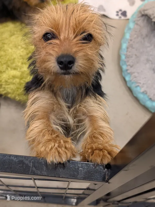 Missy – Yorkshire Terrier puppy for sale in Malone, FL