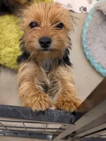 Missy, a female Yorkshire Terrier for sale in Malone, FL – 1 of 10