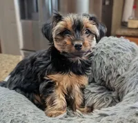 Posie, a female Yorkshire Terrier for sale in Malone, FL – 2 of 3