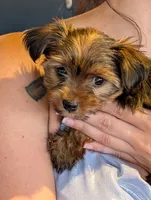 Brownie , a female Yorkshire Terrier for sale in Malone, FL – 3 of 5