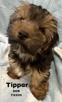 Tipper, a male Yorkshire Terrier for sale in Malone, FL – Photo 1 of 7