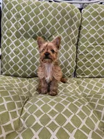 Tito, a male Yorkshire Terrier for sale in Malone, FL – Photo 3 of 5