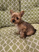 Tito, a male Yorkshire Terrier for sale in Malone, FL – Photo 4 of 5