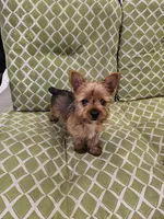 Tito, a male Yorkshire Terrier for sale in Malone, FL – Photo 2 of 5