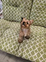 Tito, a male Yorkshire Terrier for sale in Malone, FL – Photo 5 of 5
