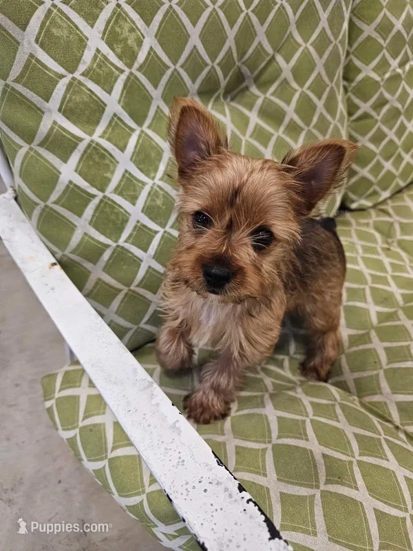 Tito – Yorkshire Terrier puppy for sale in Malone, FL