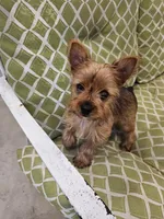Tito, a male Yorkshire Terrier for sale in Malone, FL – Photo 1 of 5