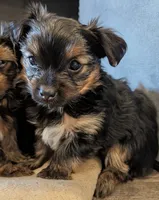 Max, a male Yorkshire Terrier for sale in Malone, FL – 2 of 2