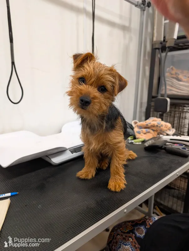 Bigsby – Yorkshire Terrier puppy for sale in Malone, FL