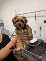 Sugar, a female Yorkshire Terrier for sale in Malone, FL – 5 of 6