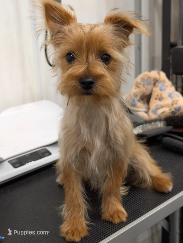 Toto – Yorkshire Terrier puppy for sale in Malone, FL