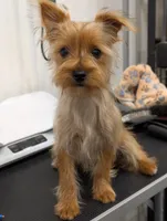 Toto, a male Yorkshire Terrier for sale in Malone, FL – 3 of 7