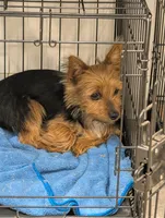 Mosey, a female Yorkshire Terrier for sale in Malone, FL – Photo 2 of 5