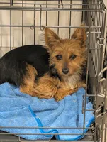 Mosey, a female Yorkshire Terrier for sale in Malone, FL – Photo 5 of 5