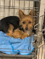 Mosey, a female Yorkshire Terrier for sale in Malone, FL – Photo 1 of 5