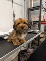 Caramel, a female Yorkshire Terrier for sale in Malone, FL – 5 of 5