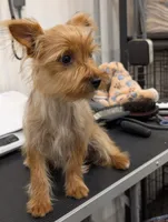 Toto, a male Yorkshire Terrier for sale in Malone, FL – 2 of 7