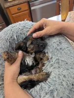 Cuddles , a female Yorkshire Terrier for sale in Malone, FL – 4 of 4